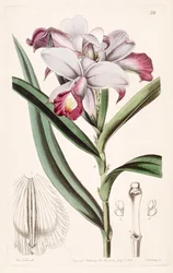 Arundina graminifolia